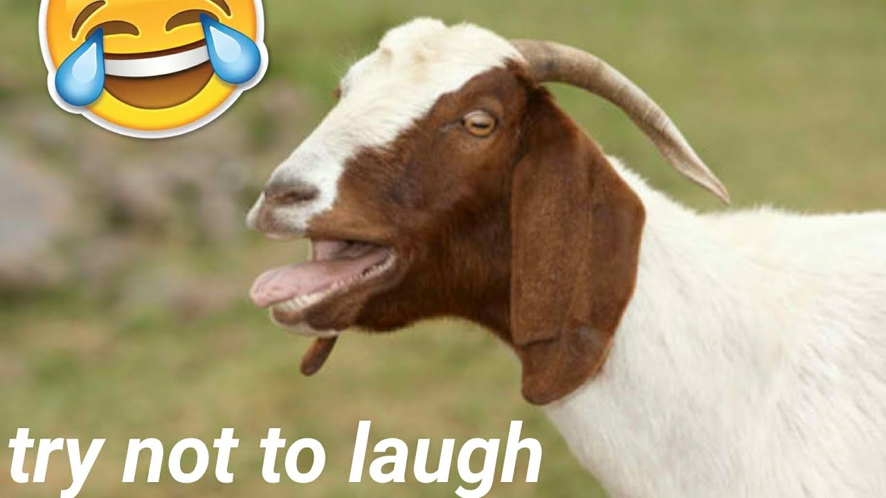 Try not to laugh:Goat edition