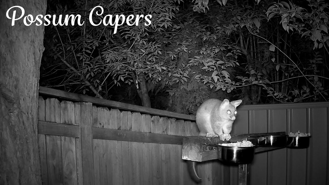 A Quiet Night for the Possums