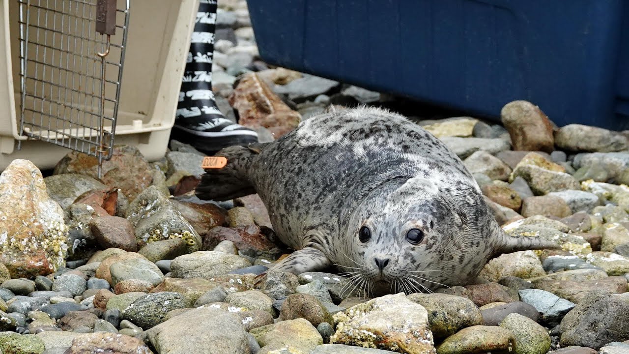 Seal Release September at Brunswick Beach