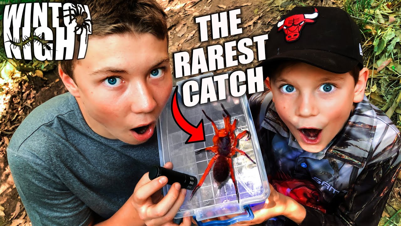 Catch N Keep - RAREST SPECIES Spiders/Centipedes/Bugs #5