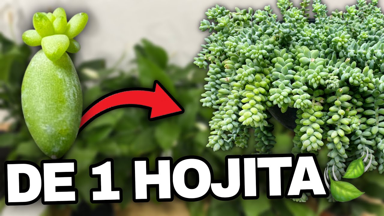 De HOJITA a PLANTA 🌱 El secreto del Sedum Burrito que nadie te cuenta
