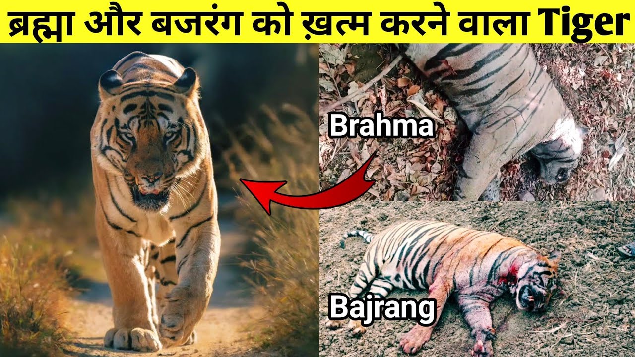 क्यों ख़त्म कर दिया Chhota Matka ने ब्रह्मा और Bajrang  को 🤔 || True Story Of Chhota Matka Tiger |
