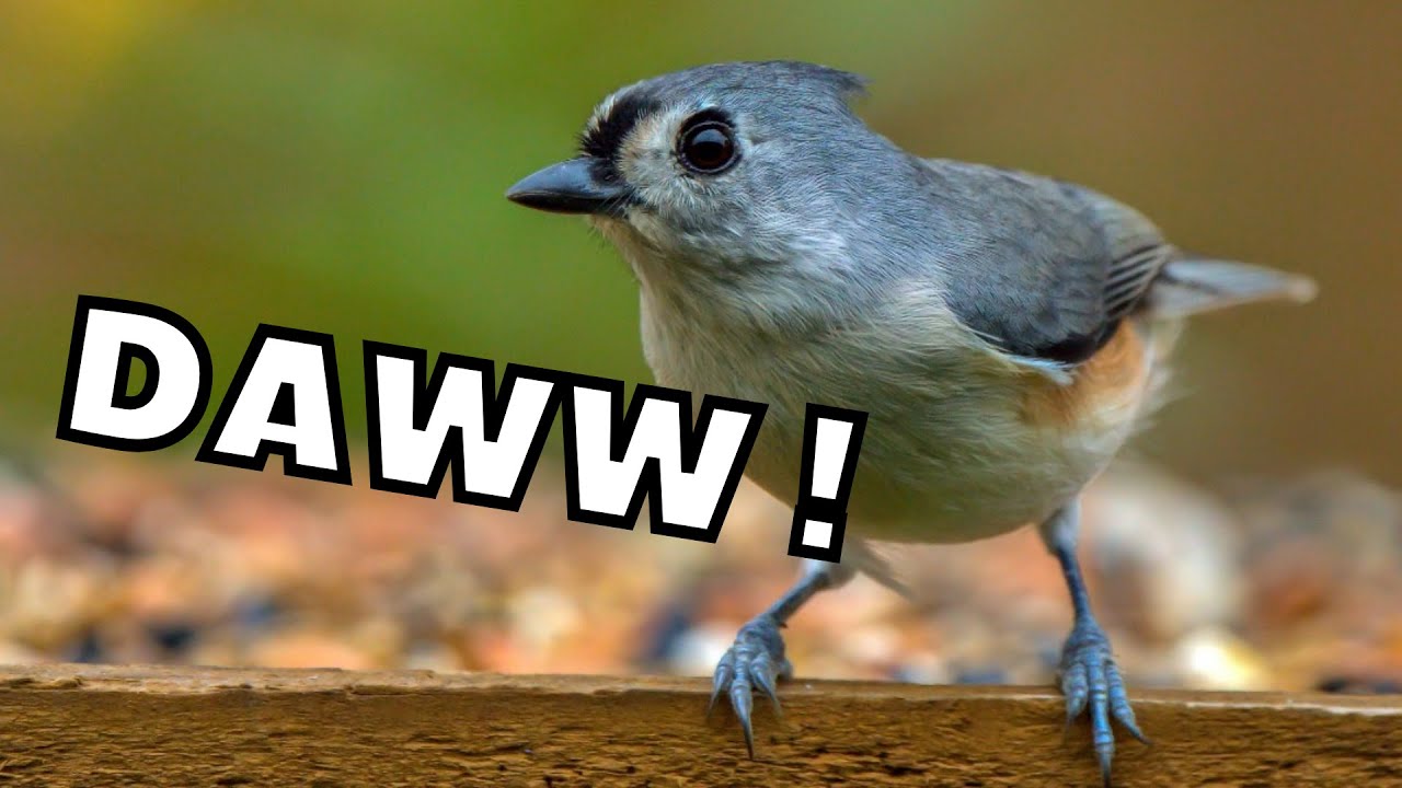 10 Birds That Will Make You Go Daww | North America