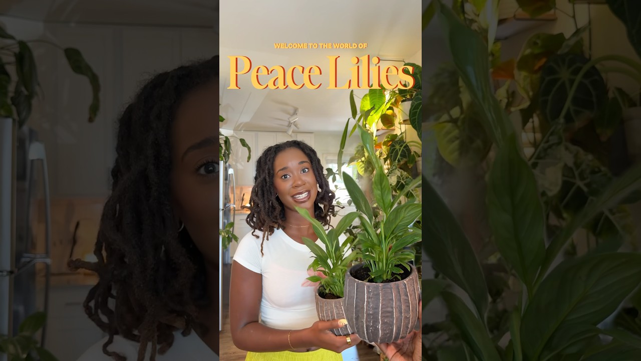 Does your Peace Lily give you peace?! 🪴🧘🏾&zwj;♀️#plantmom #plantlover #peacelily