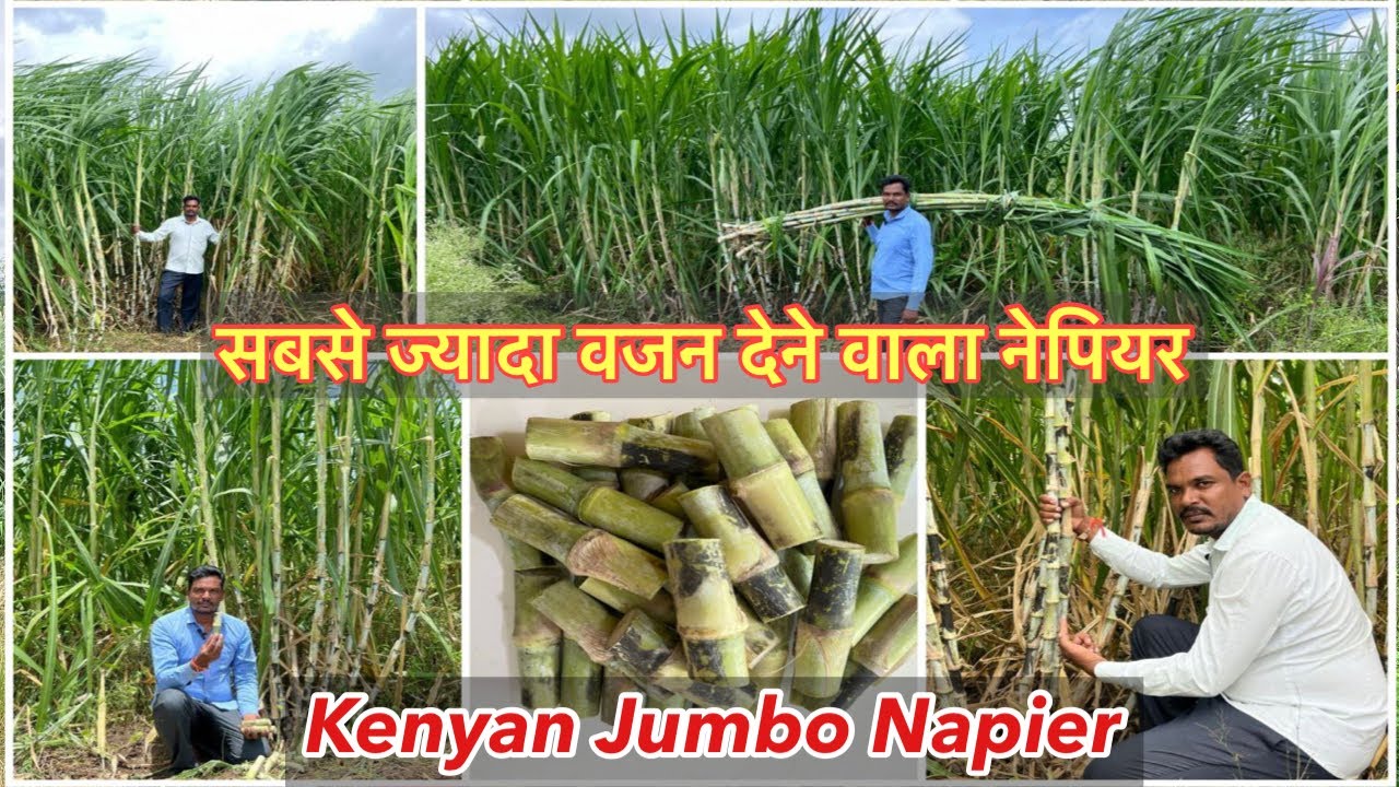 आ गयी नेपियर घास मे सबसे ज्यादा वजन देने वाली नई #जम्बो व्हॅराईटी New #jumbo variety ￼ Keniyan Jumbo