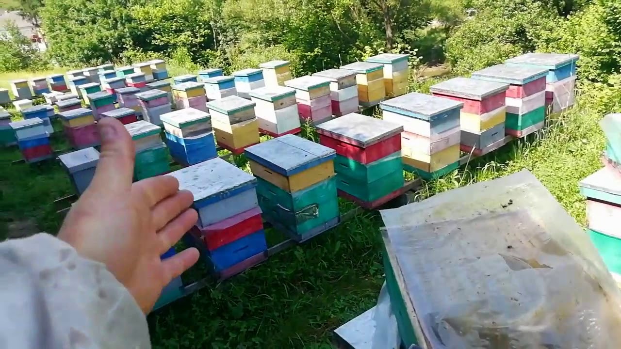 ЕНТЕРОНОРМИН. Какой отнего толк.