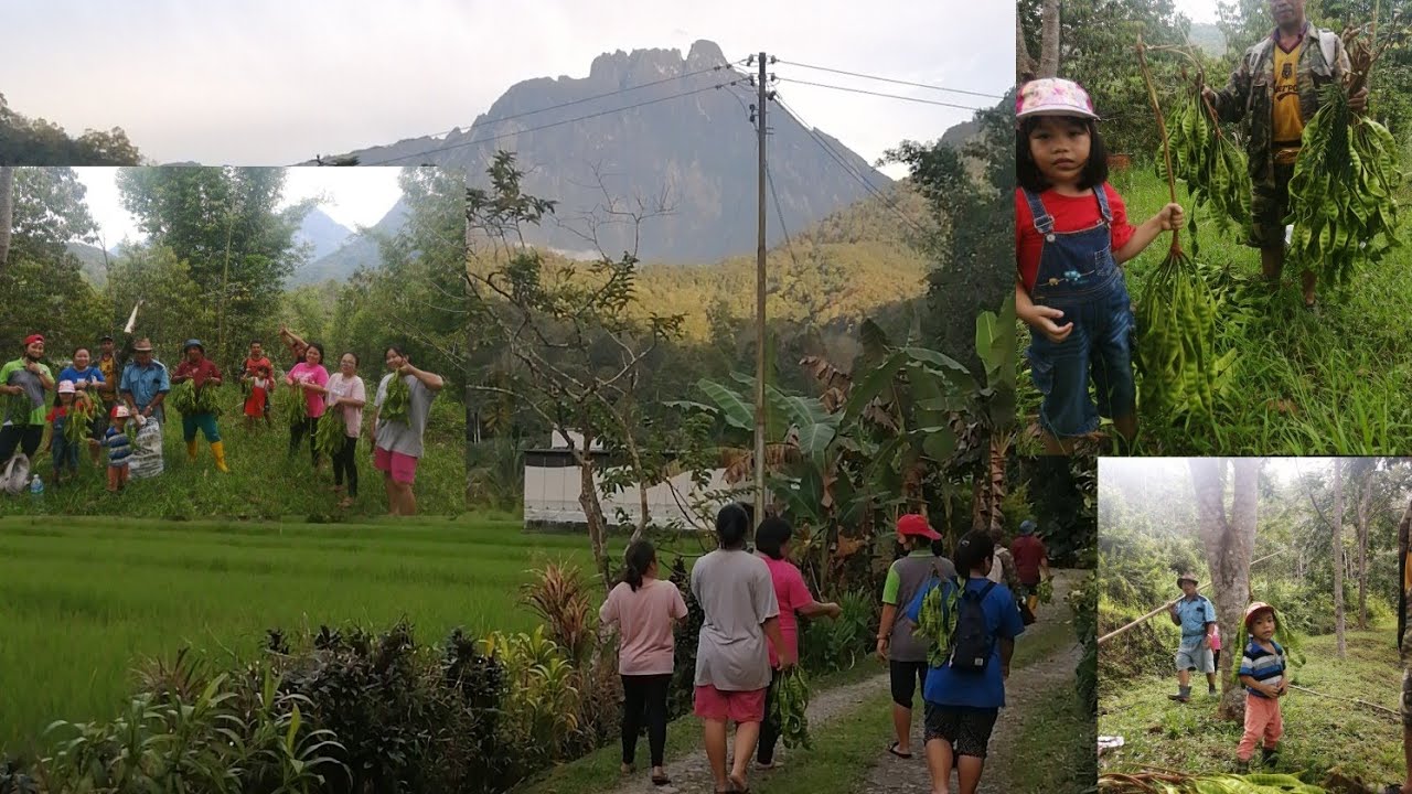melawat kebun petai