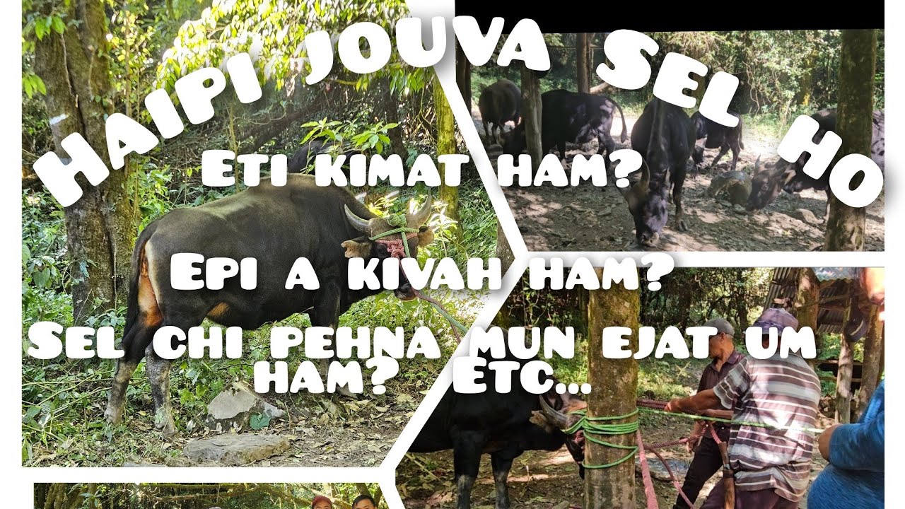 СЕЛ,(МИТУН) ХАЙПИ ДЖУВА ​​АКИВУЛДАН