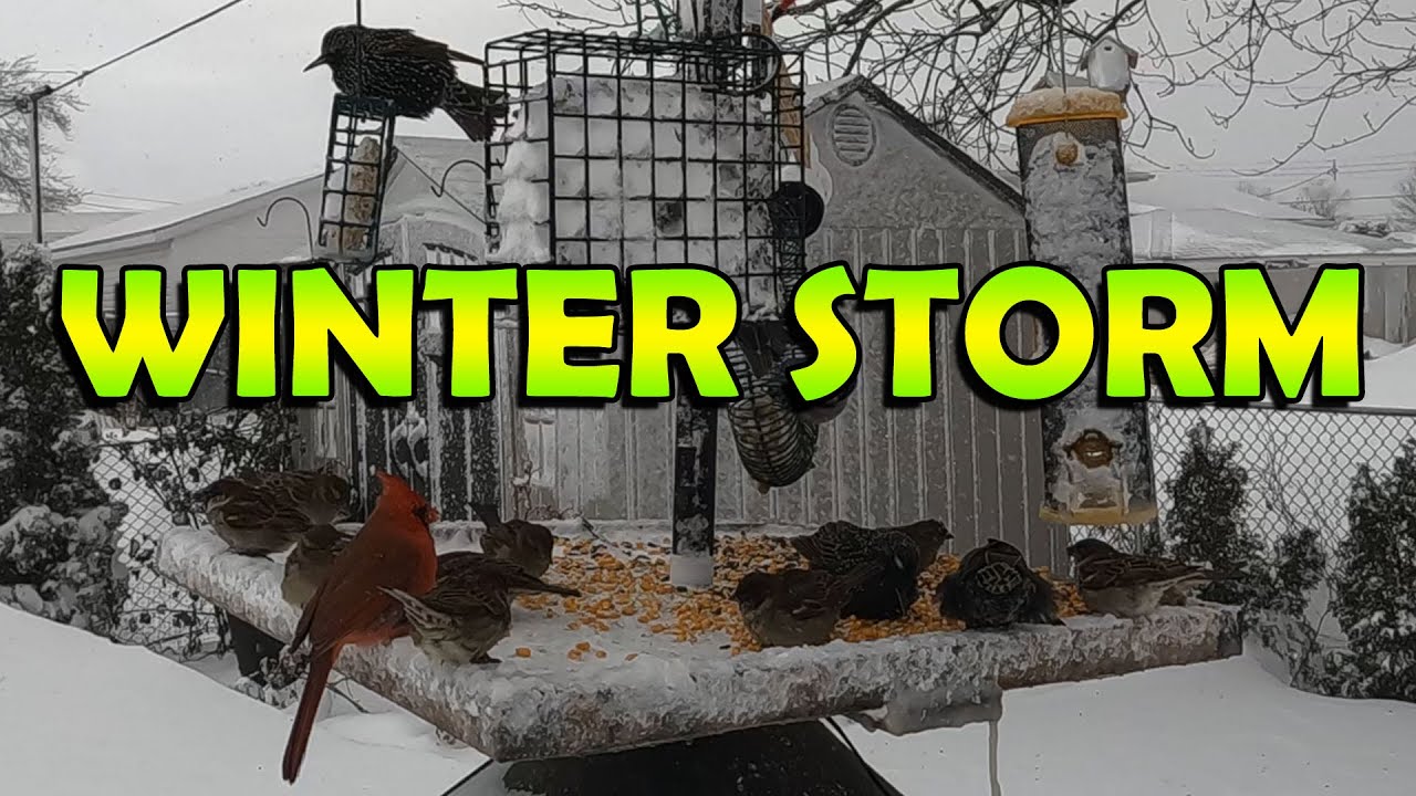 Unbelievable: Bird Feeder in Action During an Epic Snow Storm