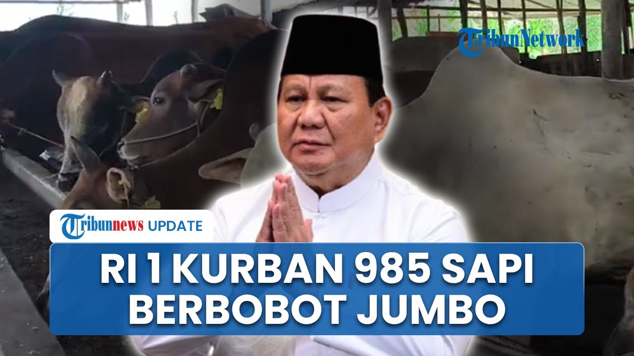 Prabowo Serahkan Kurban 985 Sapi di Idul Adha 2025, Tersebar di Seluruh Provinsi dan Berbobot Jumbo