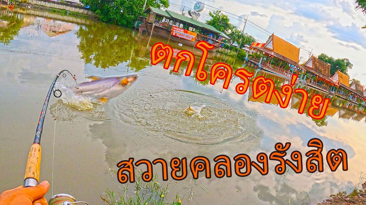ตกง่ายจริงๆปลาสวายคลองรังสิต #fishing #ตกปลาสวาย
