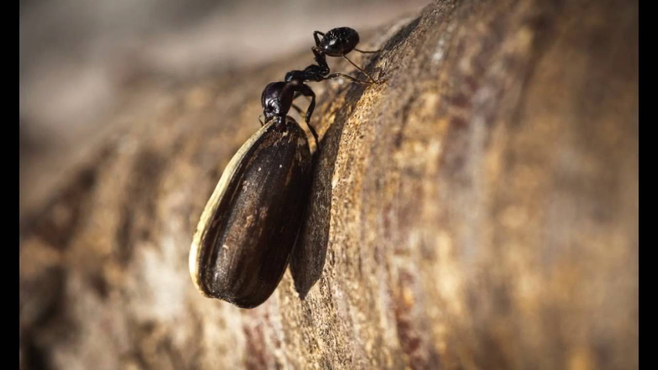 macro fauna