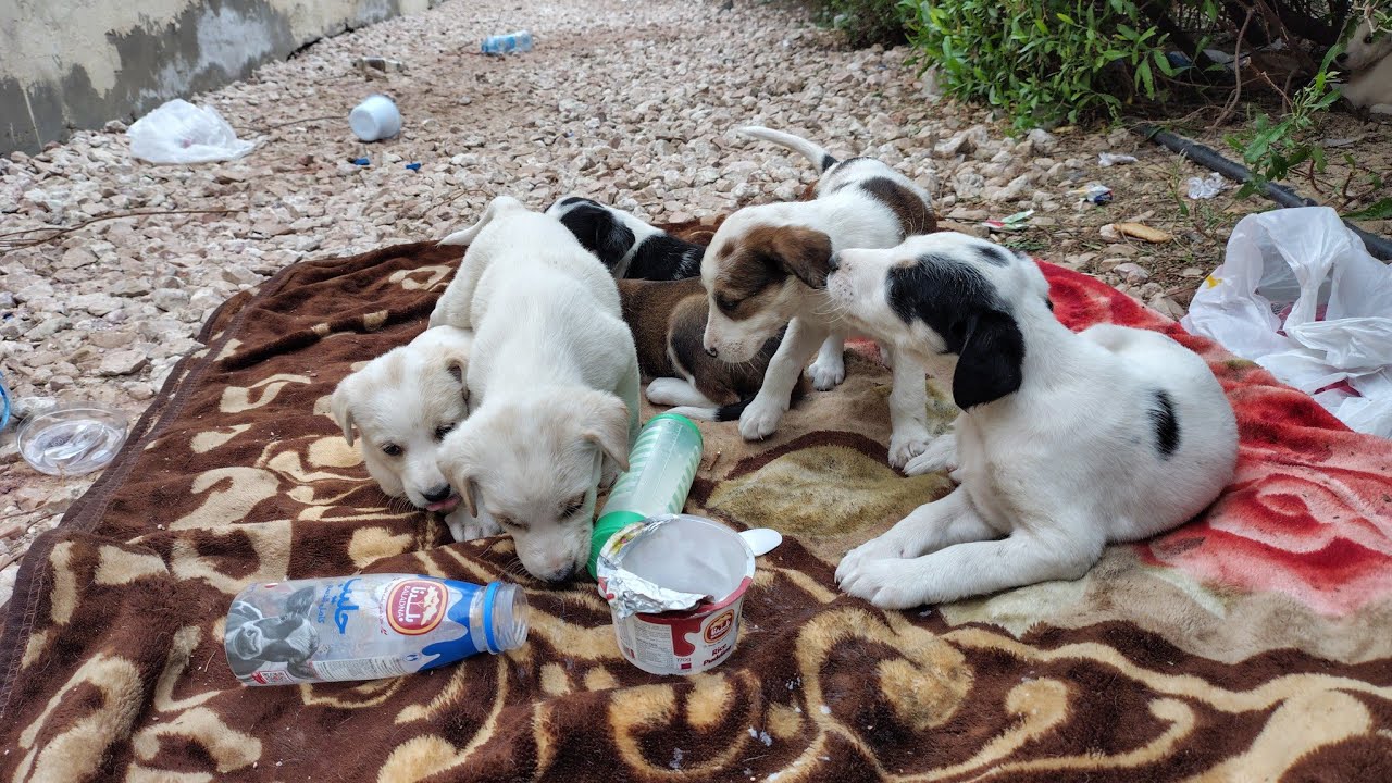 Unbelievably Adorable Puppies Found in the Roadside Jungle 🌿🐶 | Emotional Puppy Rescue Story 💔