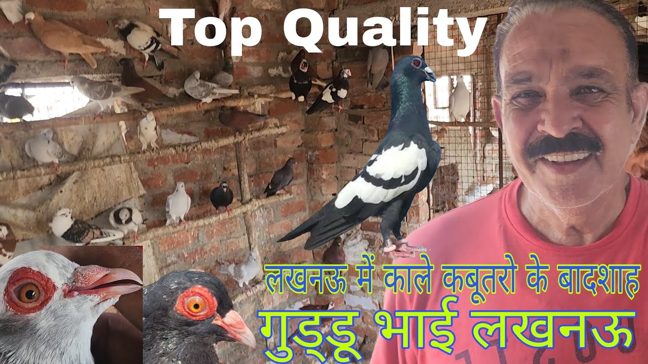 गुड्डू भाई लखनऊ वालो के शानदार काले कबूतर और कासनी कबूतर का साज। Guddu bhai Lucknow. 9415083388