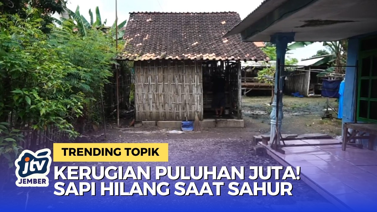 Aksi Nekat! CCTV Rekam Pencurian 2 Sapi Limousin Saat Warga Sahur