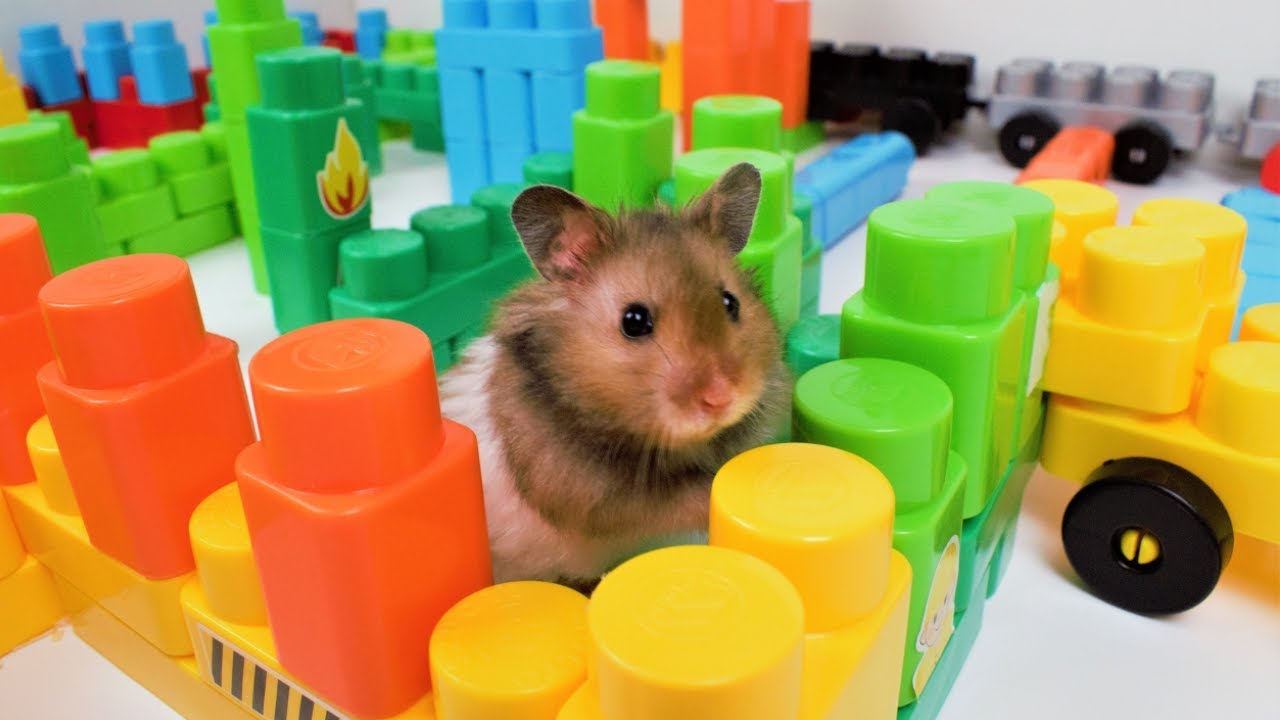 4 HAMSTERS EN CIRCUITO LABERINTO DE LEGO 🐹 VIDEOS INFANTILES