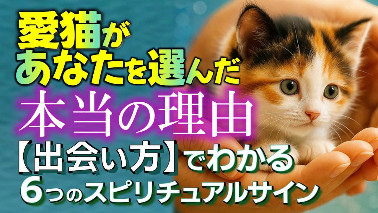 【猫スピリチュアル】「出会い方」ですべてが分かる、愛しい猫からの「愛のメッセージ～スピリチュアルサイン」。愛猫はあなただけを待っていた。