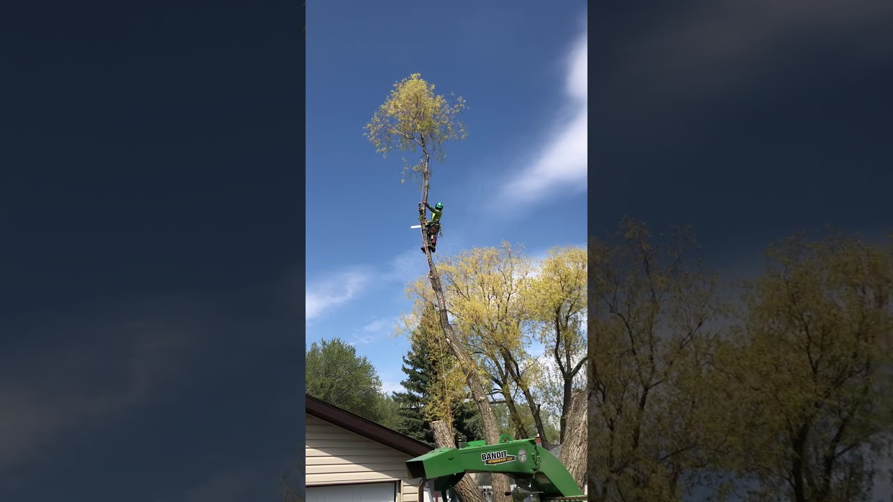 Great rigging and rope work by The Tree Whisperer crew.
