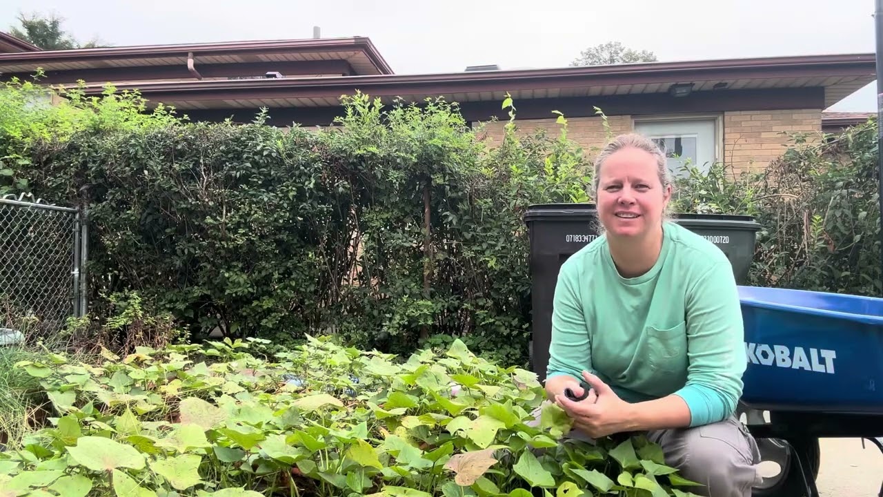 Sweet potato harvest! And garden tour. #harvest #garden #gardenharvest