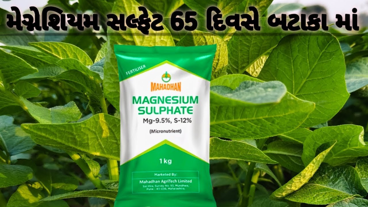 મેગ્નેશિયમ સલ્ફેટ 65 દિવસે બટાકા માં #explorepage #new #viral #trending #farming 