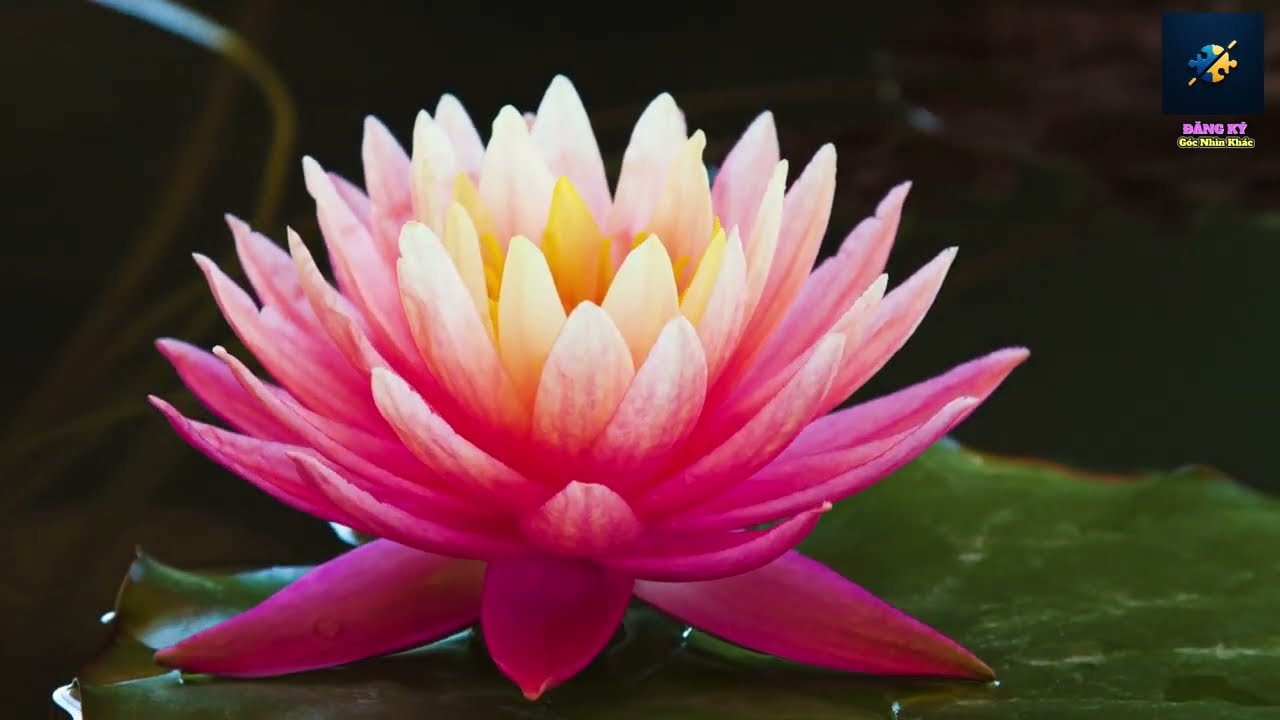 🎵NHẠC CHỮA L&Agrave;NH | NHẠC THIỀN THƯ GI&Atilde;N, TĨNH T&Acirc;M, GIẢI STRESS | MEDITATION MUSIC FOR HEALING