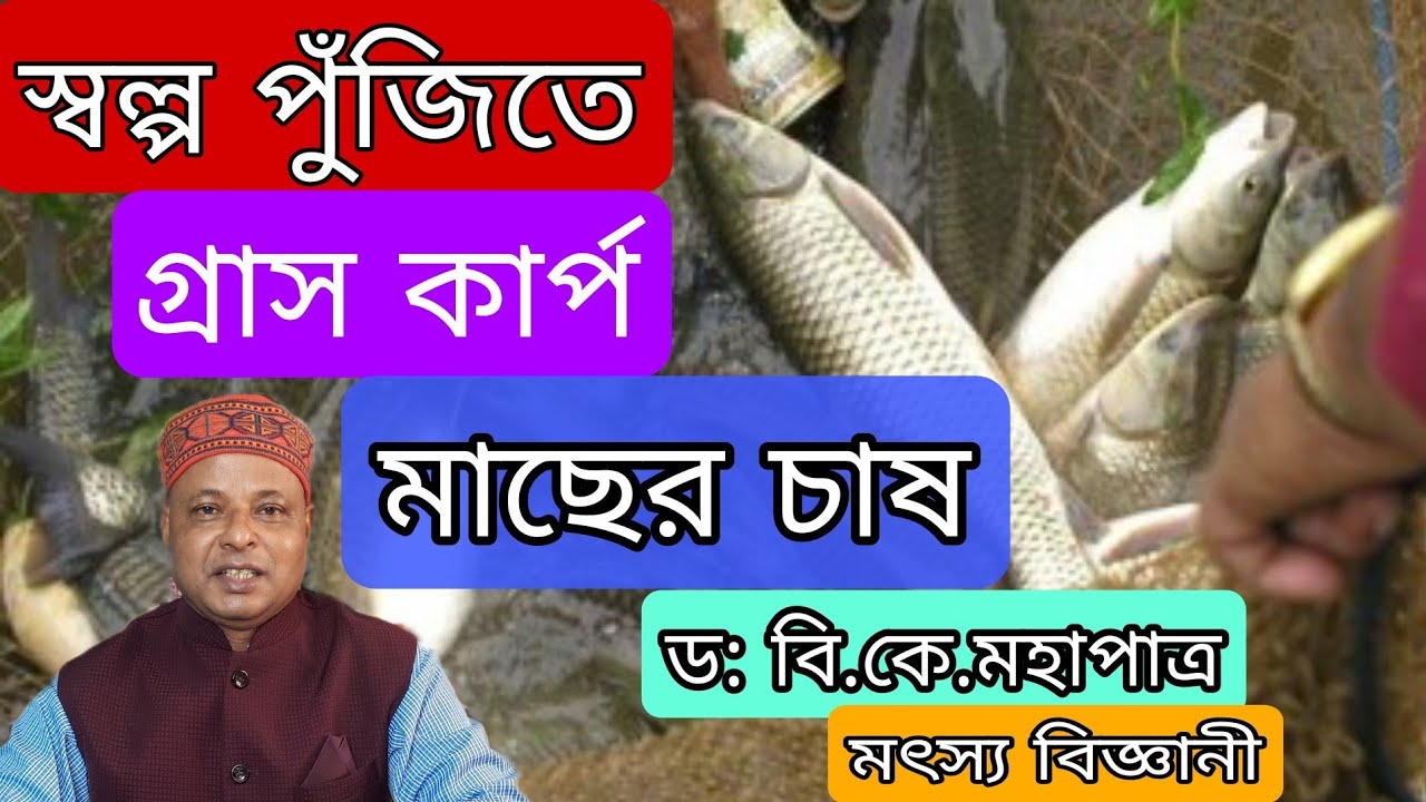 Grass Carp Fish Farming #low investment # green grass #aquatic macrophytes