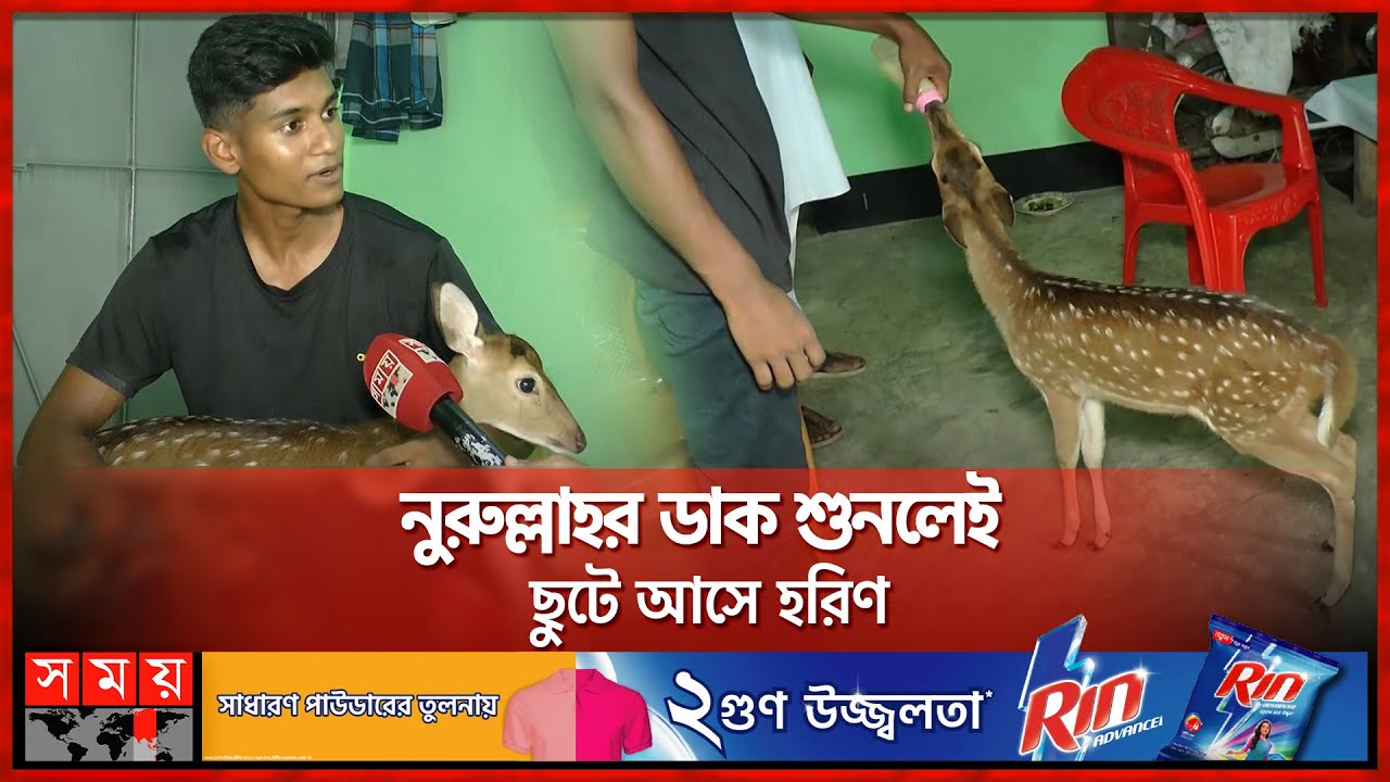 মানুষের খাবারে অভ্যস্ত হরিণ, খায় ভাত-তরকারি-চা | Bhola News | Deer | Forrester | Somoy TV