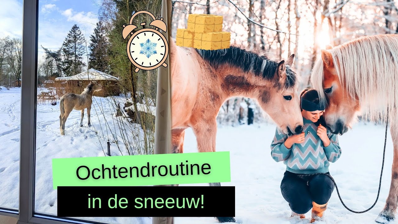 Mijn SNEEUW OCHTENDROUTINE bij de PAARDEN! 🐴❄ | BROVENNA
