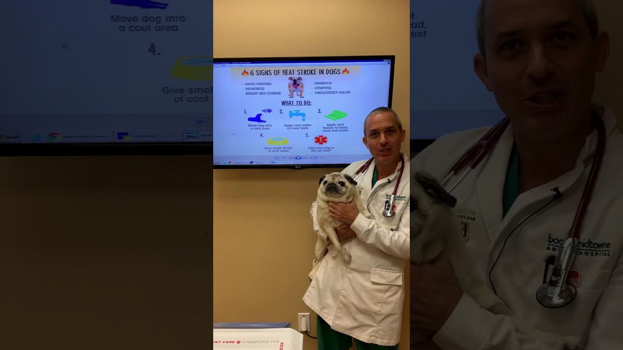 Heat Stroke in Pets