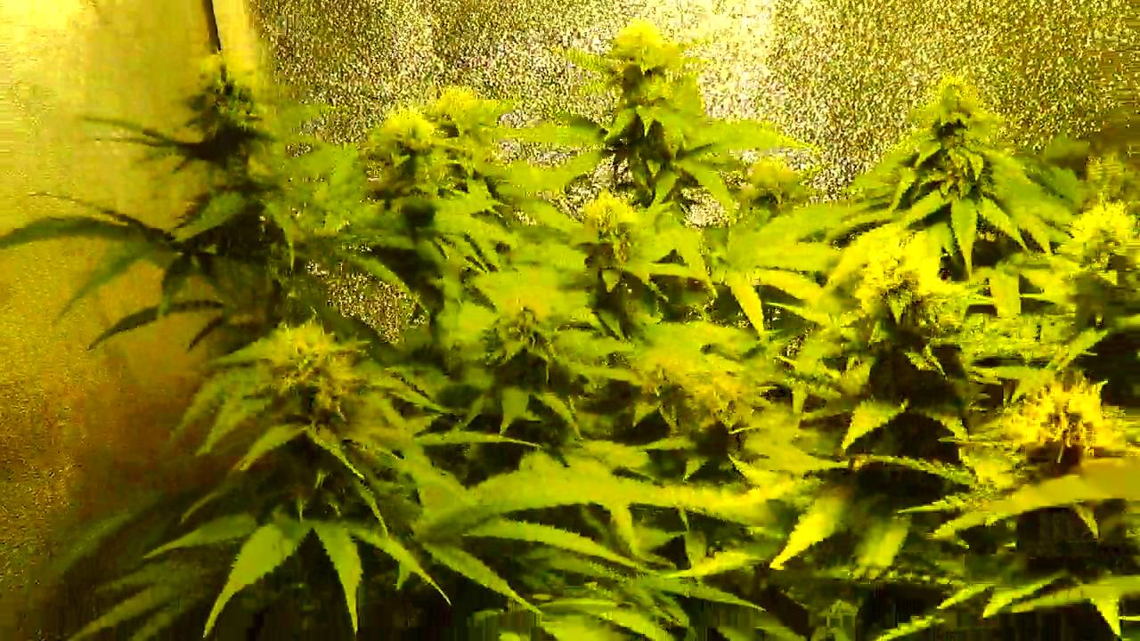 Seguimiento 7. Floraci&oacute;n  - Sativas feminizadas...