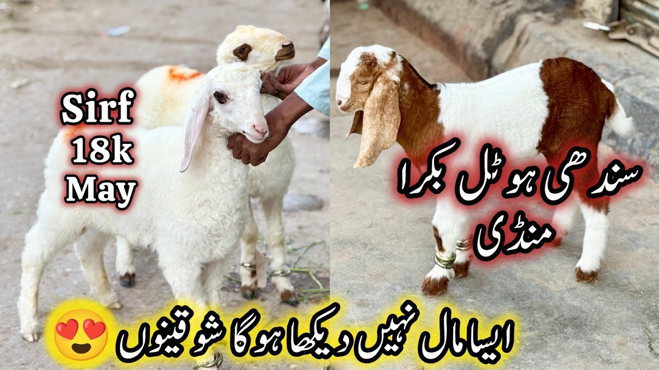 Sindhi Hotel Bakra Mandi Karachi Latest Rates Update | 2 January 2025 | Bakra Mandi Karachi.  