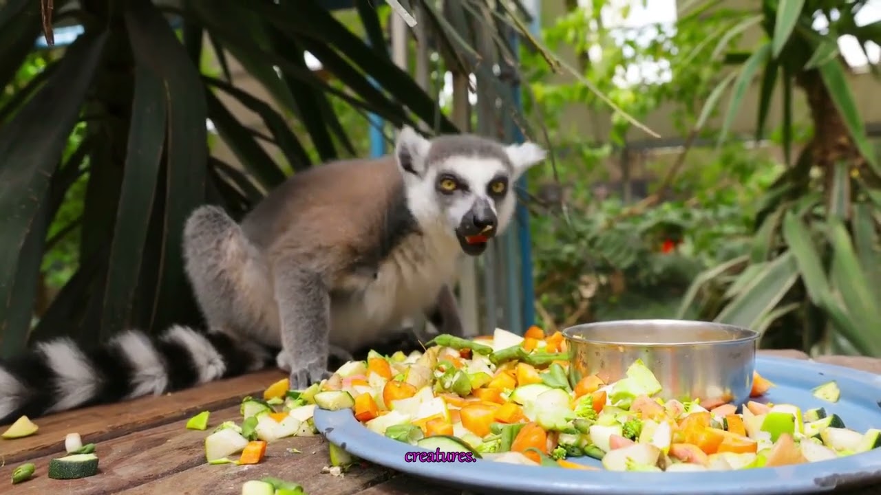 How AI Could Unintentionally Endanger Dwarf Lemurs: The Hidden Risks of Tech in Conservation