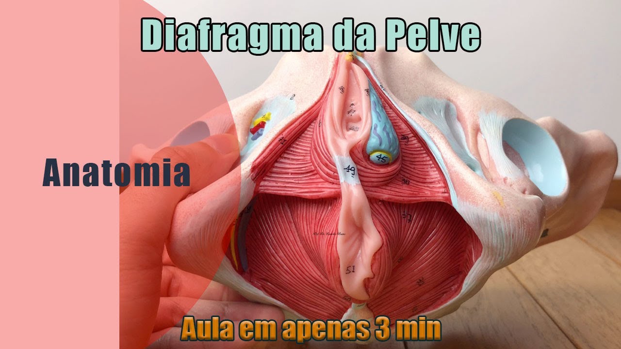 Diafragma da Pelve - Anatomia Humana