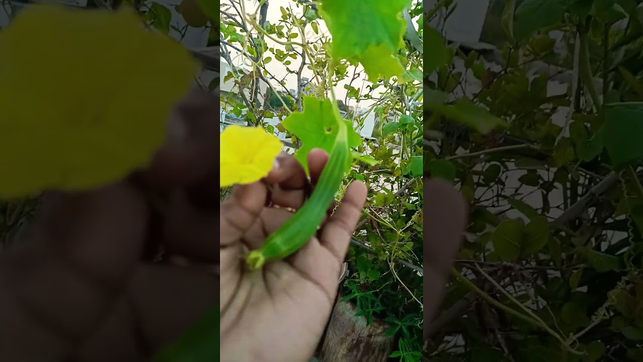 vegetables problems solve by hand pollination