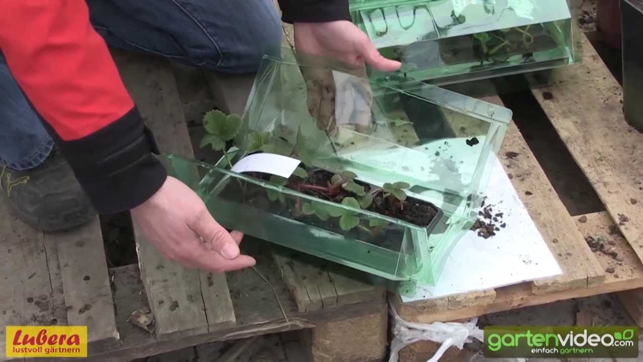 Lubera Pflanzenversand - Zusatzverpackung für kleine Pflanzen