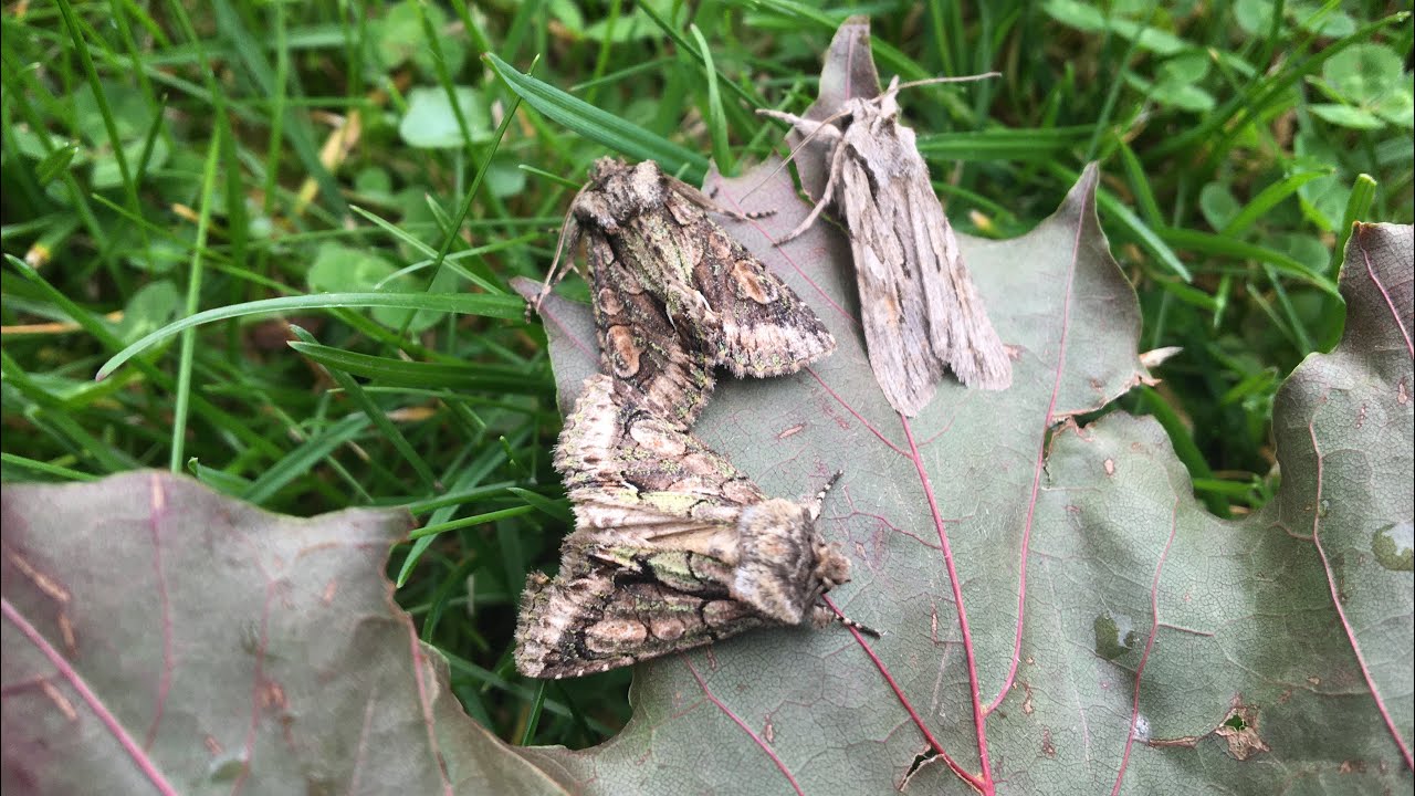 Moth trap September 26th 2025