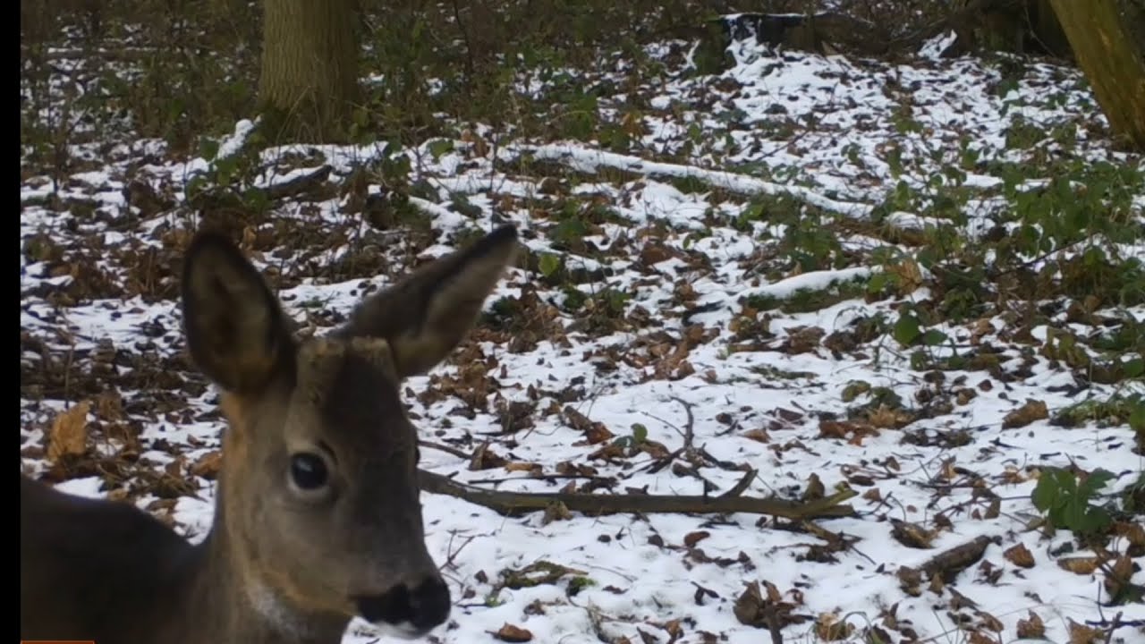 Roe Deer on Trailcamera in the UK
