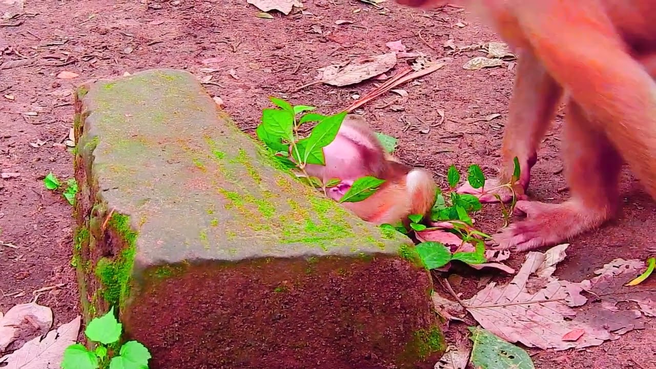 cute baby monkey2023 24