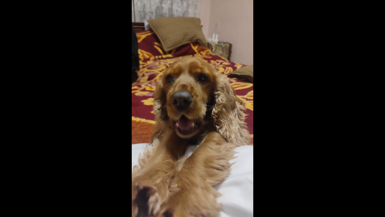 Готовлю ленивые голубцы не для ленивых😊.купила новые конфеты.