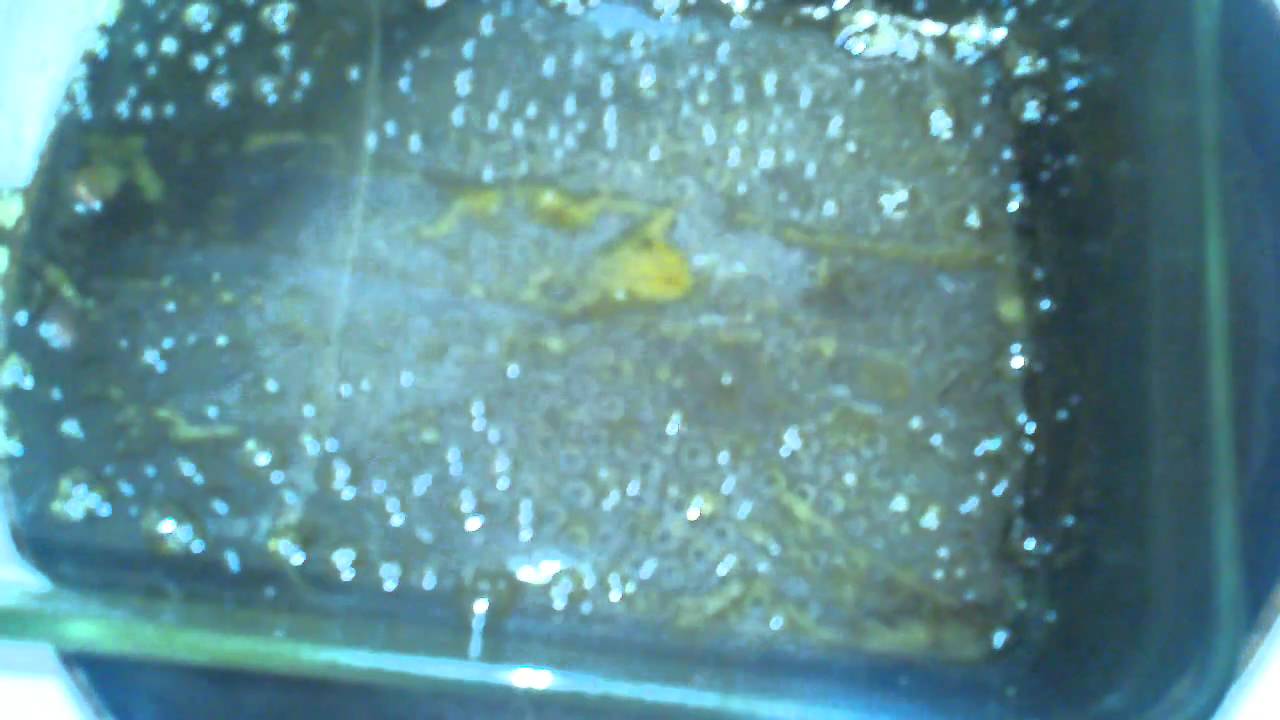 BHO purifying process (extreme?)