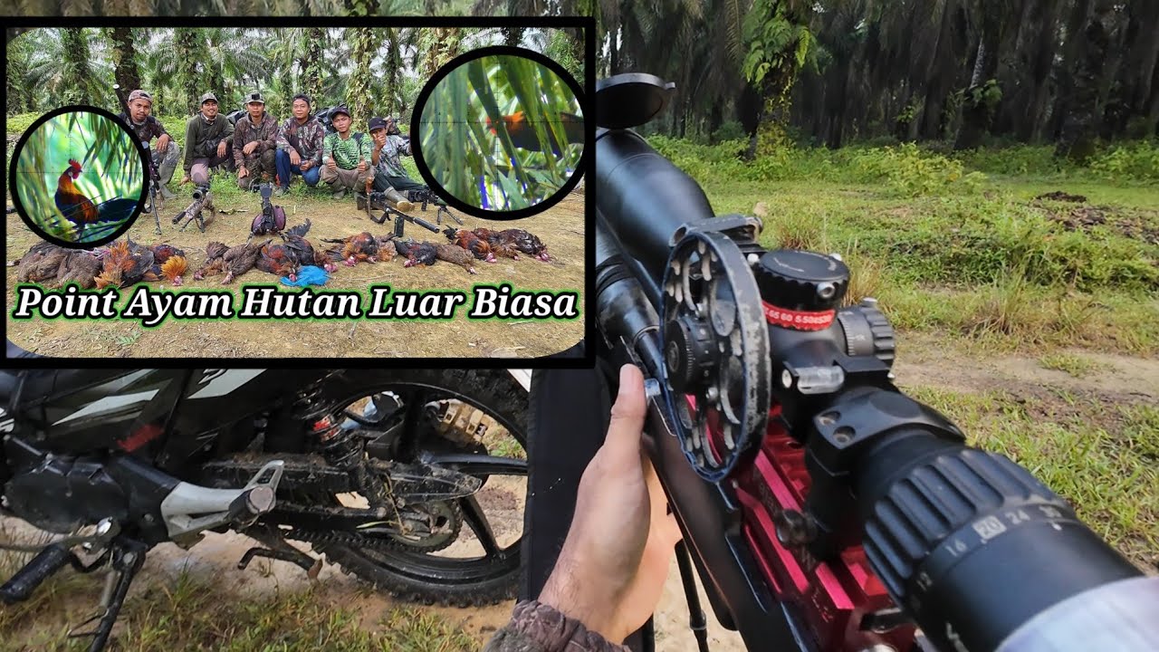 BERBURU AYAM HUTAN SAWIT 120423 || Luar Biasa