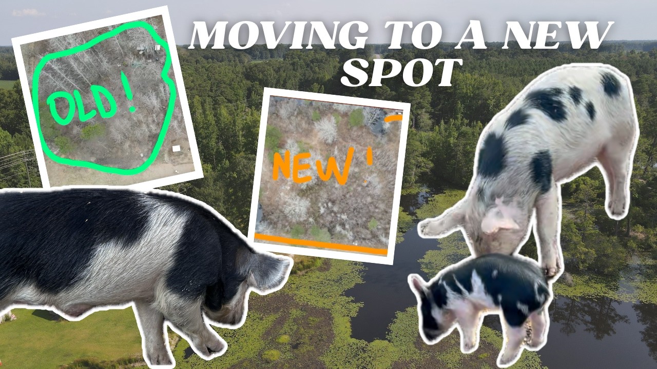 День переезда свиней!