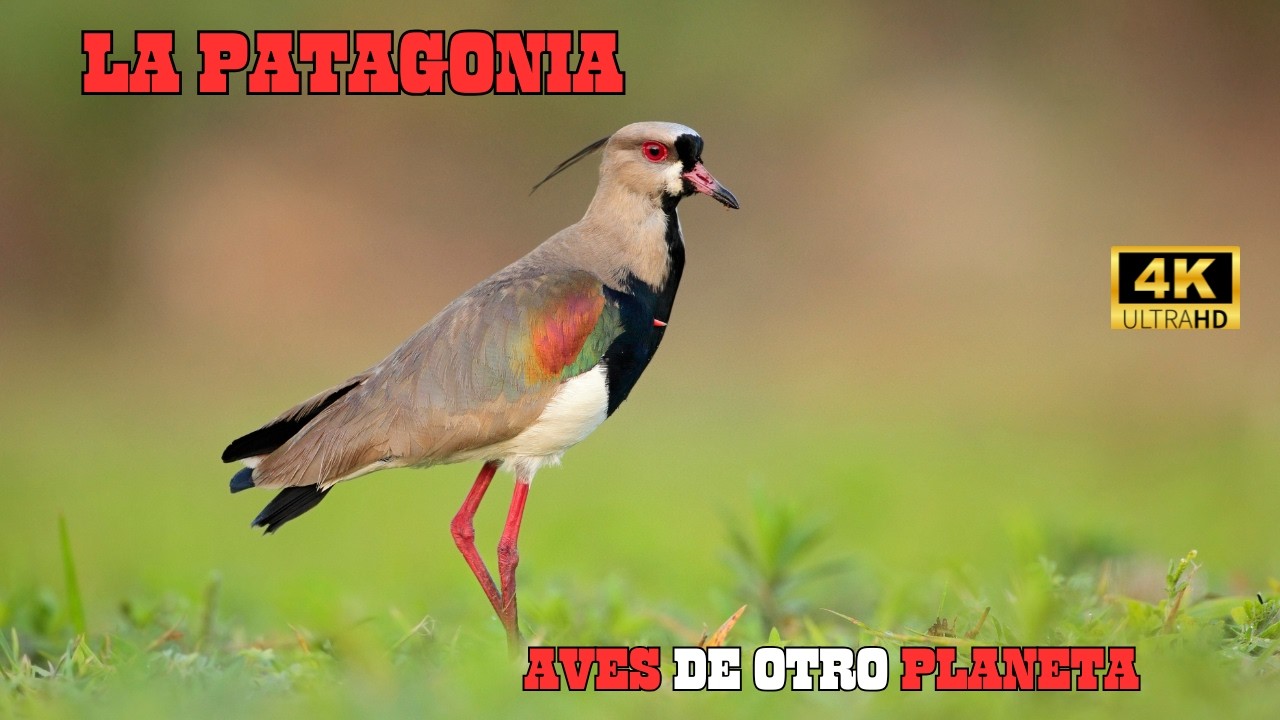 LA PATAGONIA: Para&iacute;so De AVES Hermosas y MAJESTUOSAS | DOCUMENTAL Episodio 1