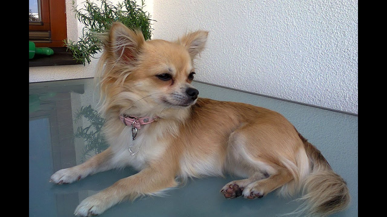Čivava při rann&iacute; rozcvičce - Chihuahua during morning warm-up