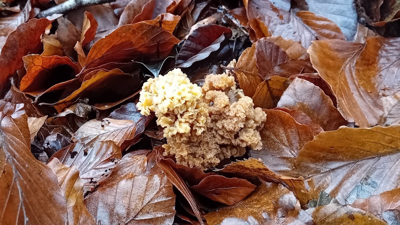 21 12 25 - Les dernières Chanterelles ?