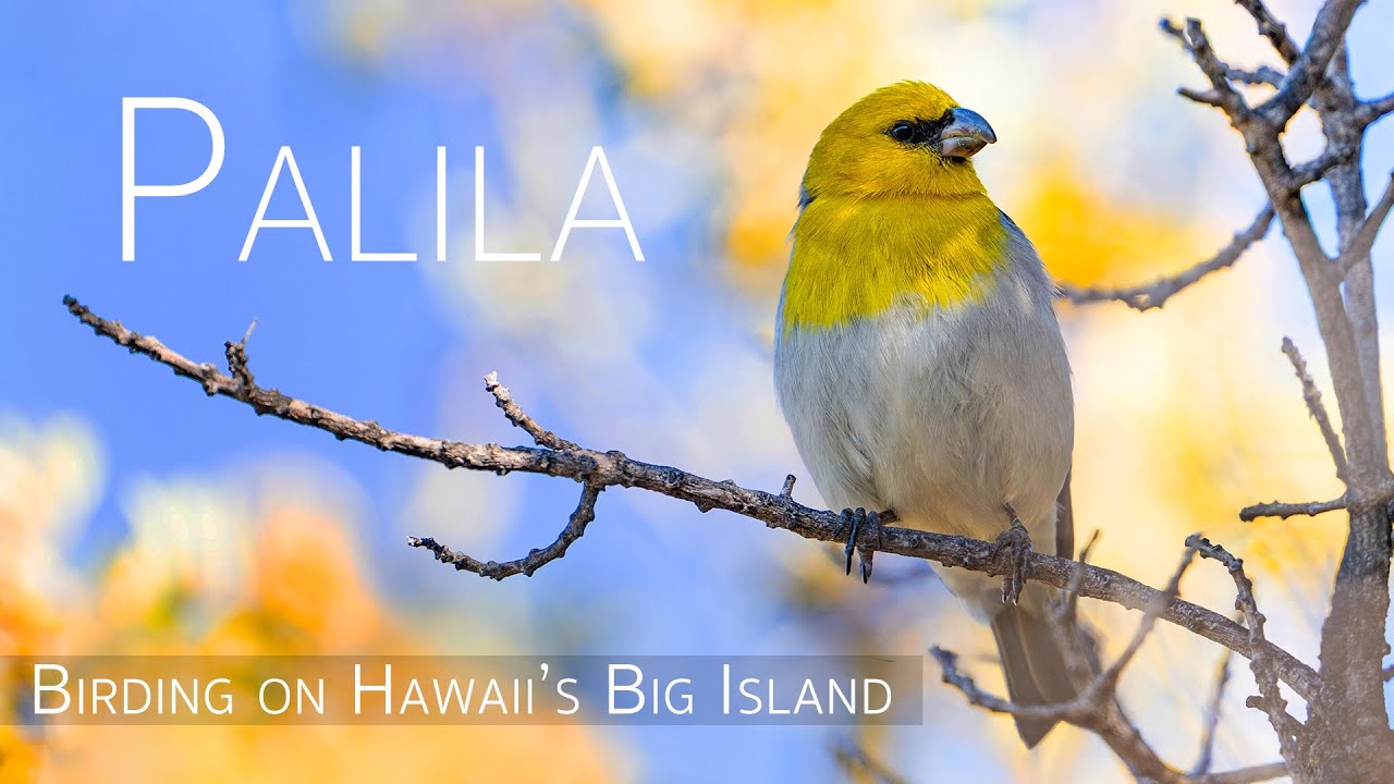 Chasing the Rare Honeycreeper: Birding Adventures on Hawaii’s Big Island | Palila