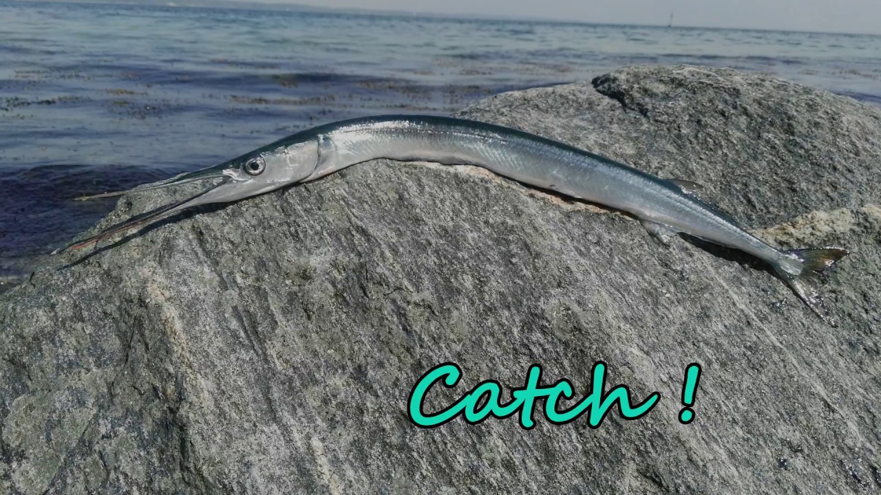 Catch´n cook..Hornhecht