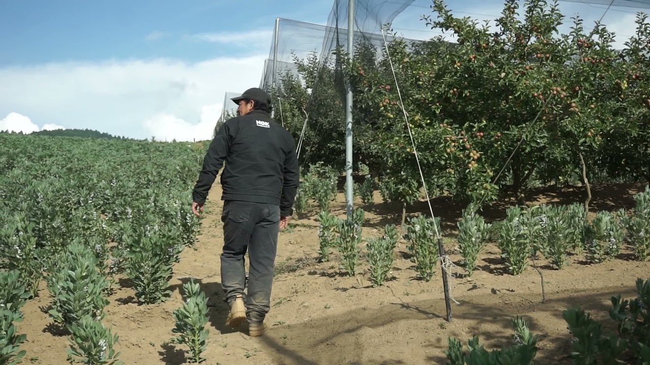 Pascual, productor de manzana en Puebla