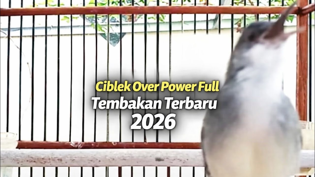 CIBLEK OVER POWER SUPER GACOR MASTERAN & PANCINGAN TERBARU 2026