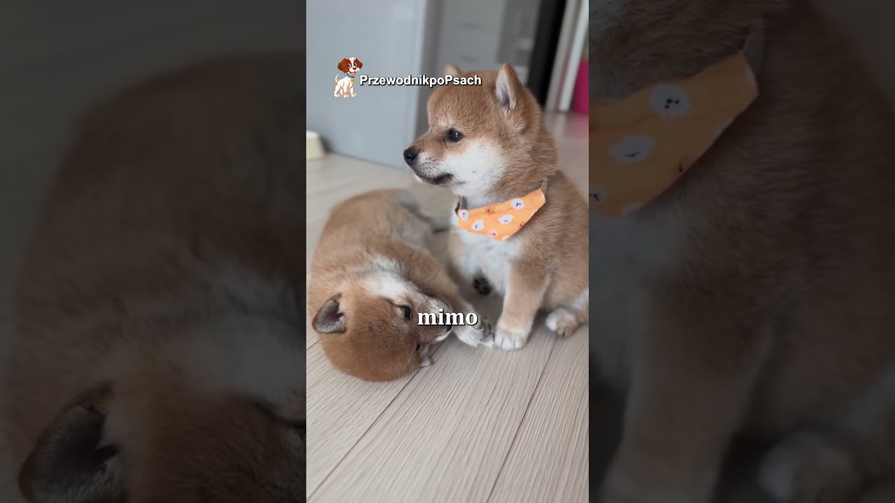 Shiba Inu 🐶 Rasy ps&oacute;w #psy #rasyps&oacute;w #shibainu